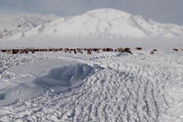 蒙古國近66.8萬頭牲畜死亡