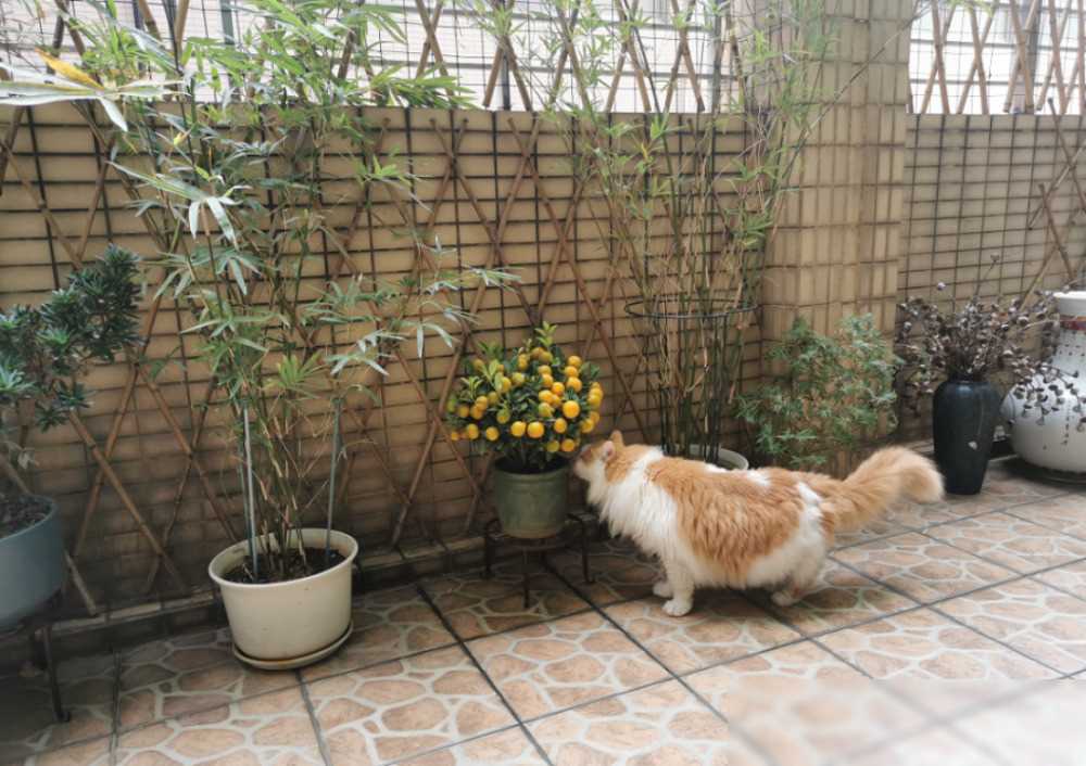 二婚的朋友催我趕緊結(jié)婚