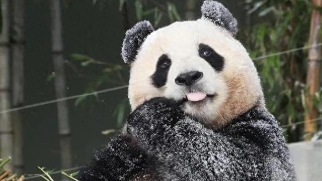 福寶在韓國最后一天上班