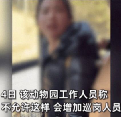 游客多次向老虎身上滋飲料