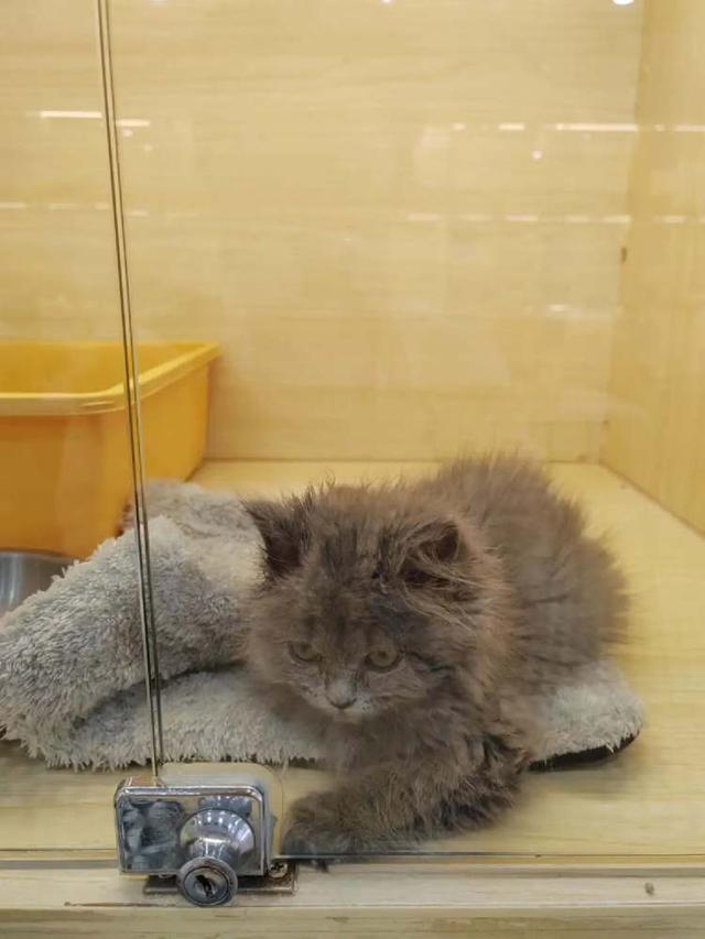 免費領養貓的真相或是貸款買貓