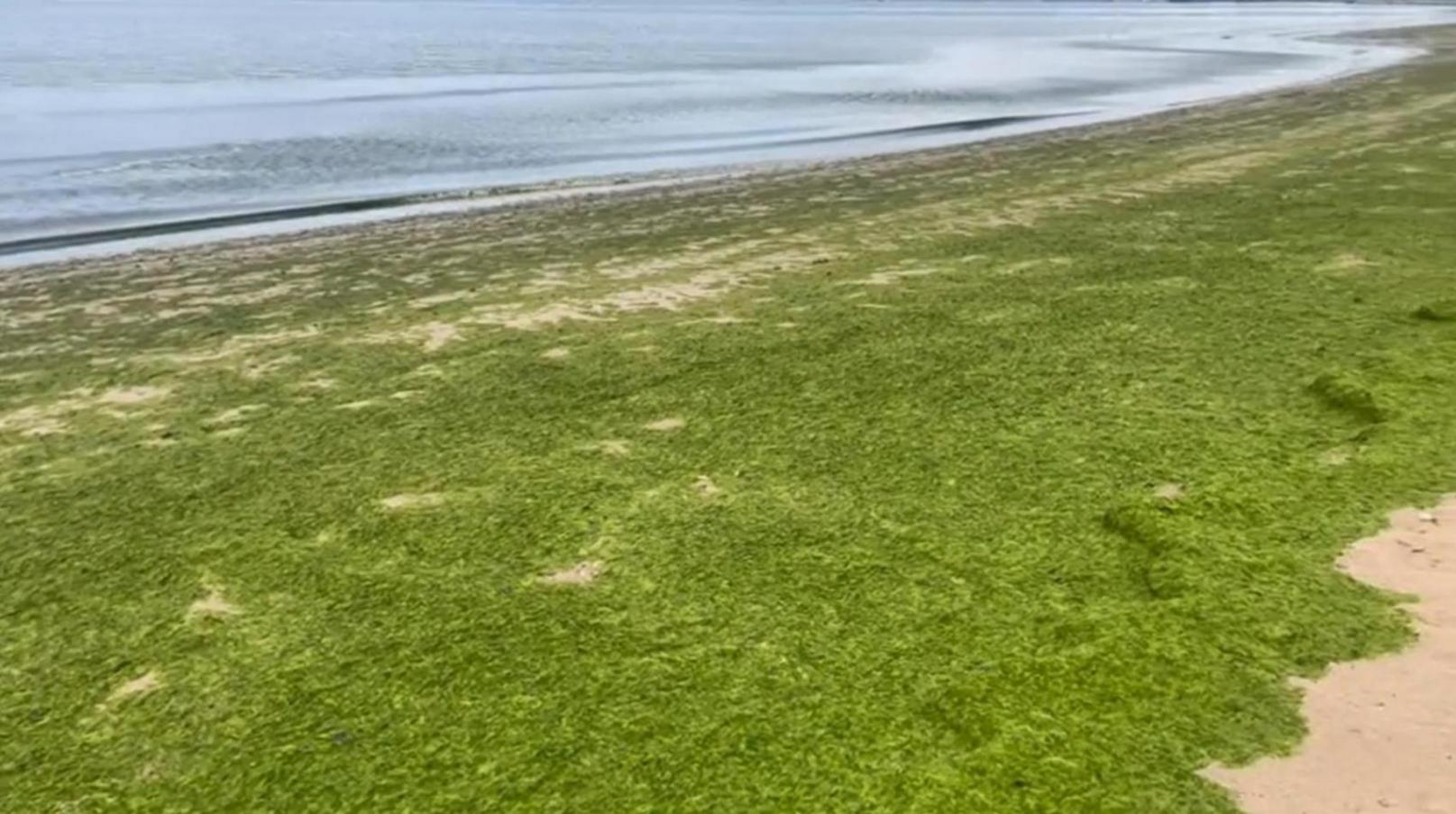 煙臺海面變“草原”了