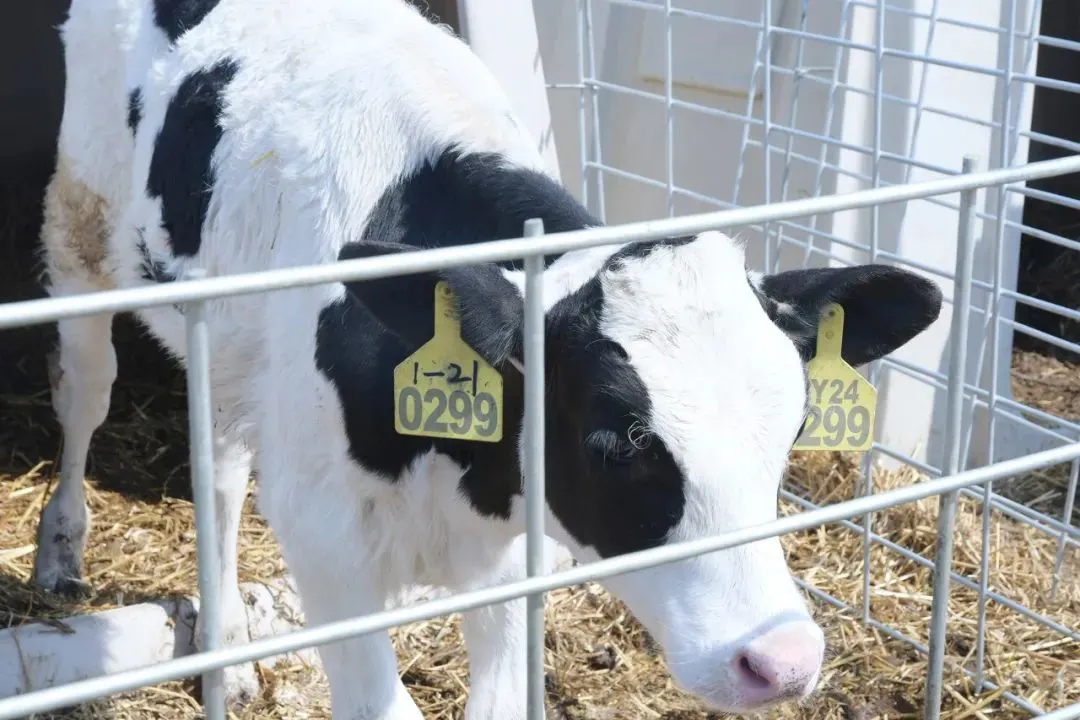 AI不僅成為乳企們應(yīng)對周期性波動的“對沖工具”,更是其在存量競爭中實現(xiàn)差異化競爭的關(guān)鍵手段 圖片